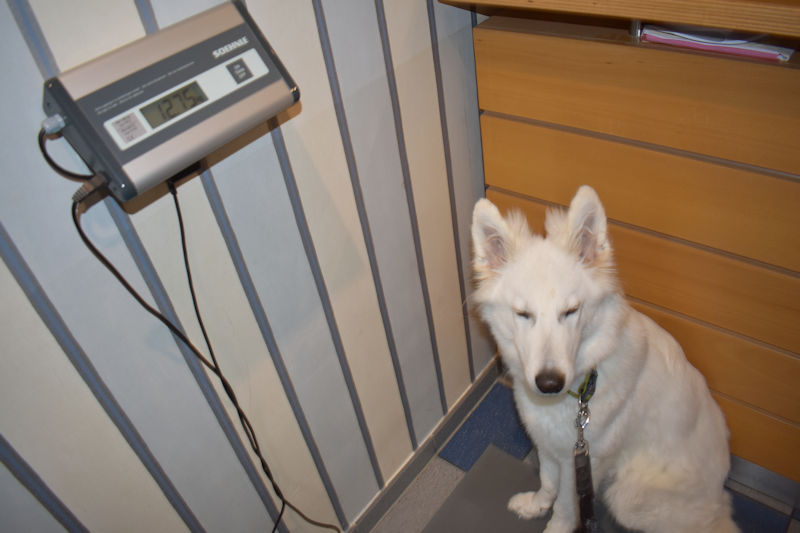 giardien-hunde-gott-schoepfunghunde-blog-nodins-dog-blog-wse.jpg